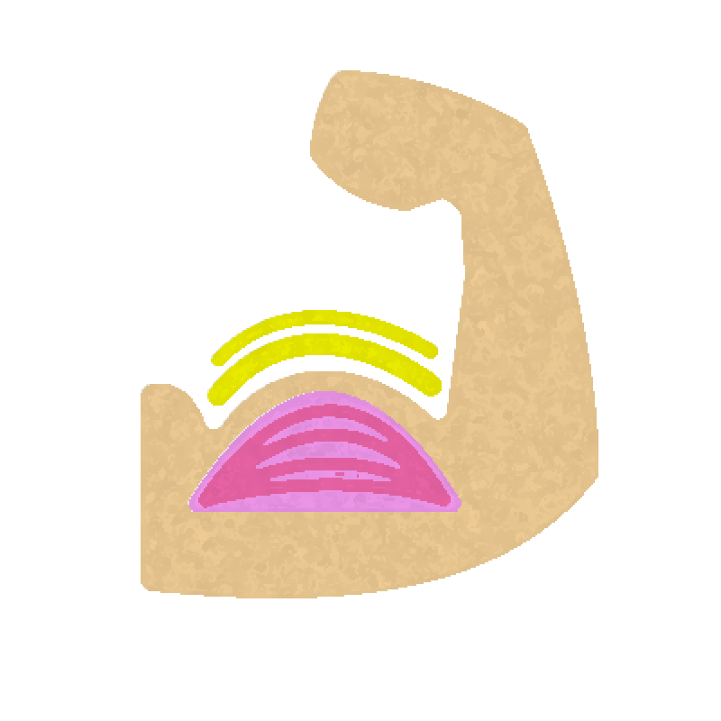 筋肉のイラスト