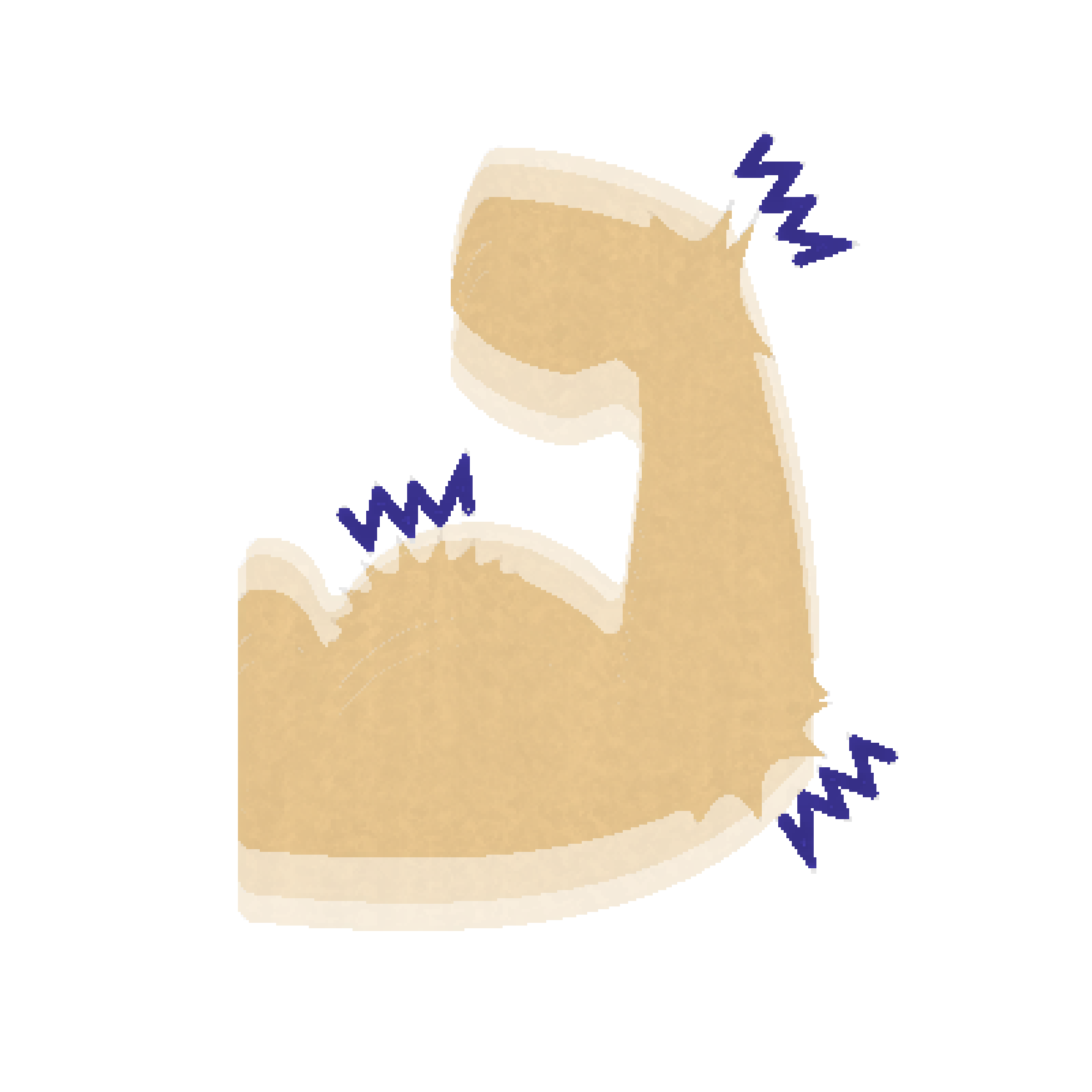 筋肉のイラスト